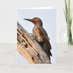 Northern Flicker Up Close and Personal Card