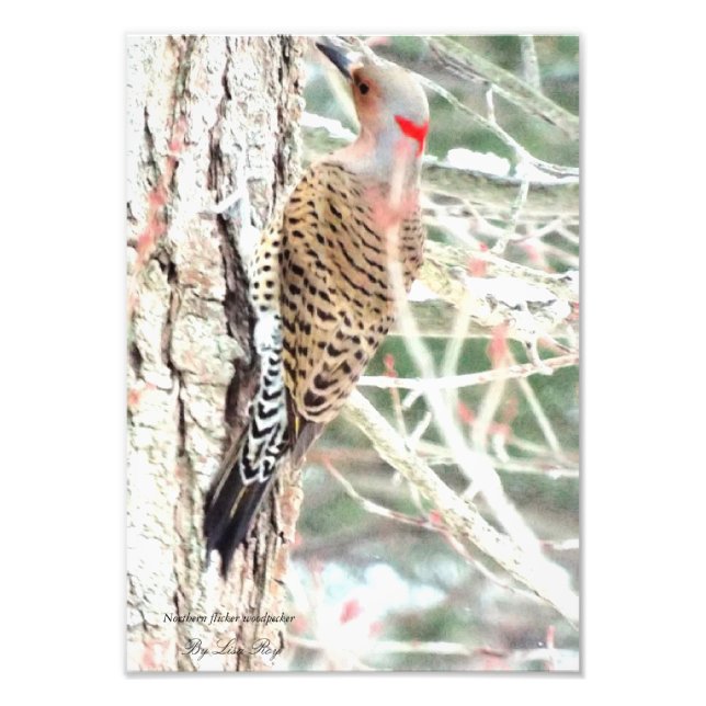 Northern flicker woodpecker Card Photo Print (Front)