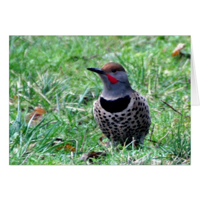 Northern Flicker Woodpecker - Frameable Art Card (Front Horizontal)