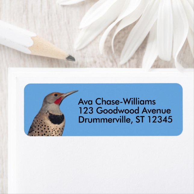 Northern Flicker Woodpecker in the Sun (Insitu)