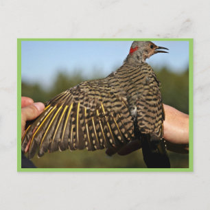 Northern Flicker, Yellow-shafted Postcard