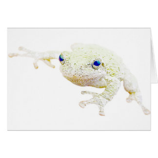 Northern Froggy