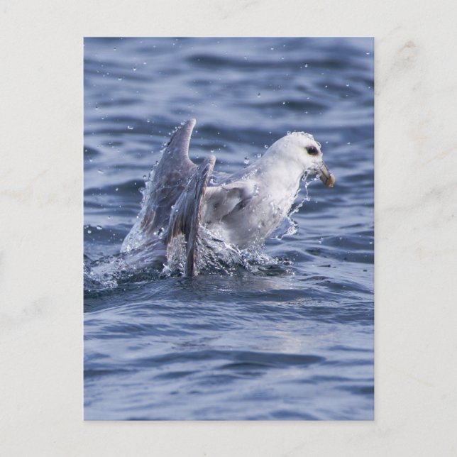 Northern fulmar  postcard (Front)