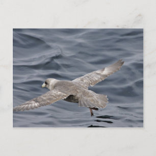 Northern Fulmar Postcard