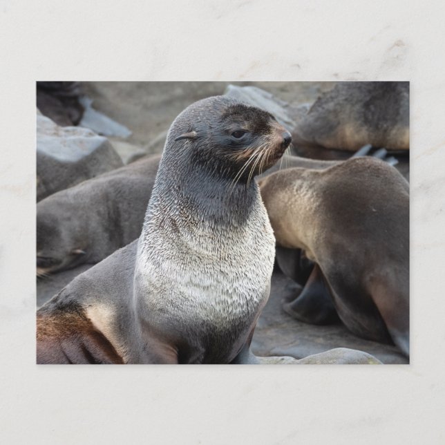 Northern Fur Seal, Alaska Postcard (Front)