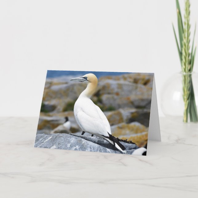 Northern Gannet Card (Front)