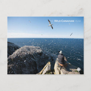 Northern Gannets Postcard