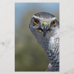 Northern Gohawk Close Up Stationery