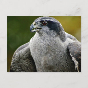 Northern Goshawk Postcard