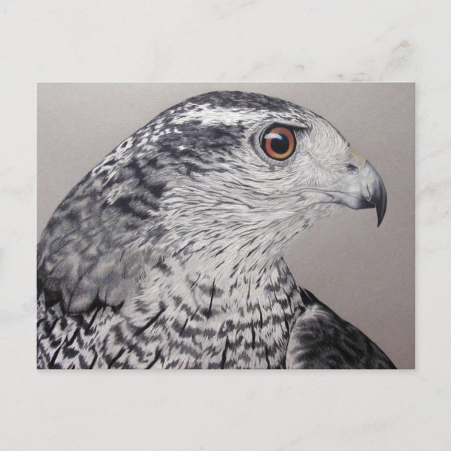 Northern Goshawk Postcard (Front)