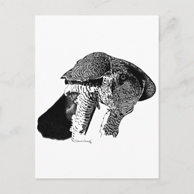 Northern Goshawk Postcard (Front)