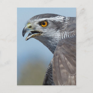 Northern Goshawk Screeching Postcard