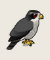 Northern Goshawk
