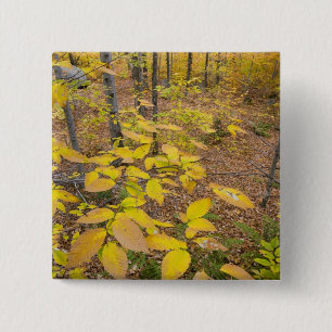 Northern hardwood forest in New Hampshire USA 15 Cm Square Badge