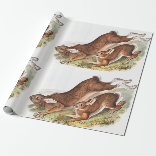 Northern Hare (Lepus Americanus) Illustration Wrapping Paper (Unrolled)