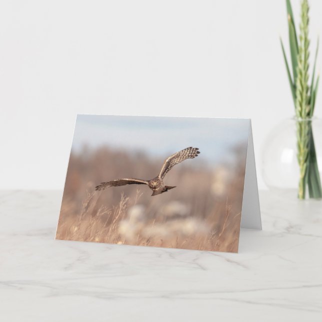 Northern Harrier Card (Front)