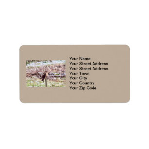 Northern Harrier Hawk on Fence Label