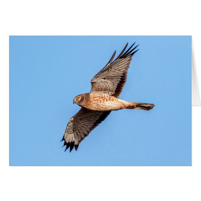 Northern Harrier in Flight (Front Horizontal)