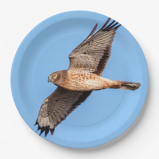 Northern Harrier in Flight Paper Plate (Front)