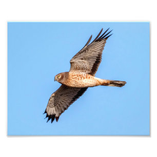 Northern Harrier in Flight Photo Print