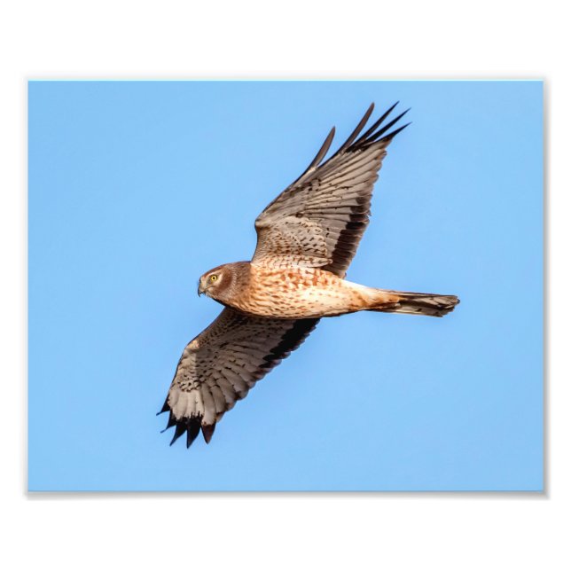 Northern Harrier in Flight Photo Print (Front)