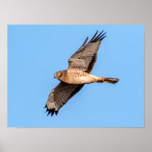 Northern Harrier in Flight Poster