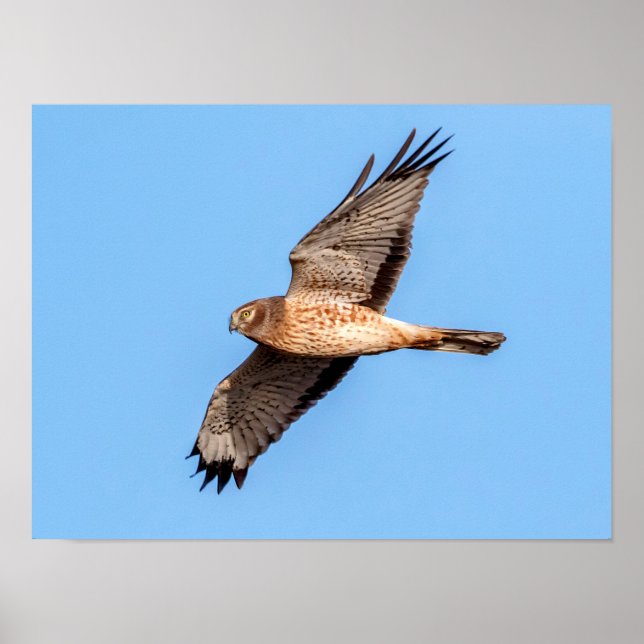Northern Harrier in Flight Poster (Front)