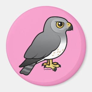 Northern Harrier male Magnet