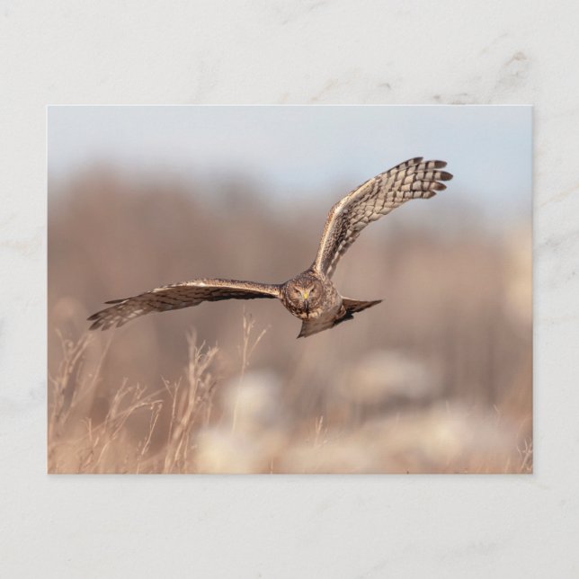 Northern Harrier Postcard (Front)