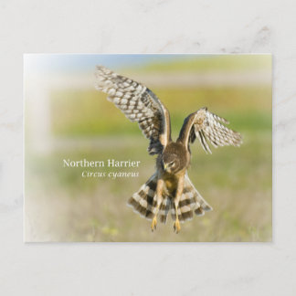 Northern Harrier Postcard