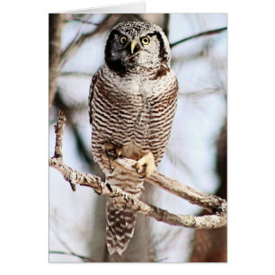 Northern Hawk Owl 3