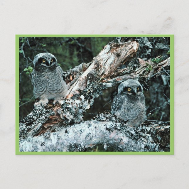 Northern Hawk Owl Chicks Postcard (Front)