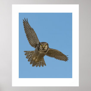 Northern Hawk Owl in Flight Wildlife Art Prin Poster