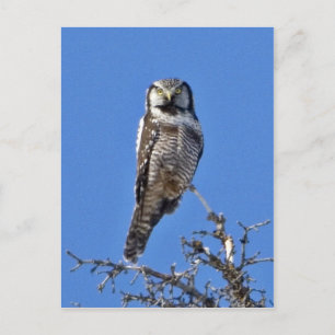 Northern Hawk Owl Postcard