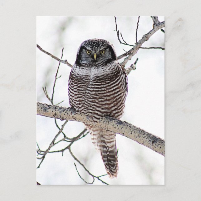 Northern Hawk Owl Postcard (Front)