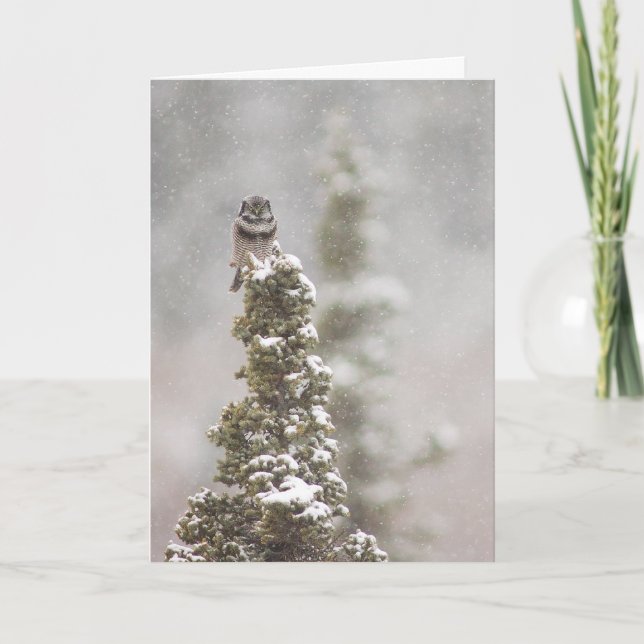 Northern Hawk Owl (Surnia ulula) Season's Greeting Holiday Card (Front)