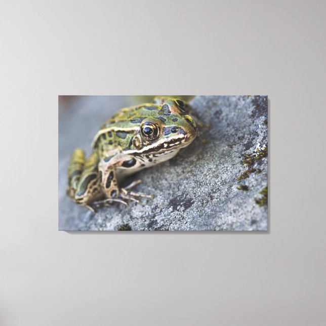 Northern Leopard frog, See-through Island, Canvas Print (Front)