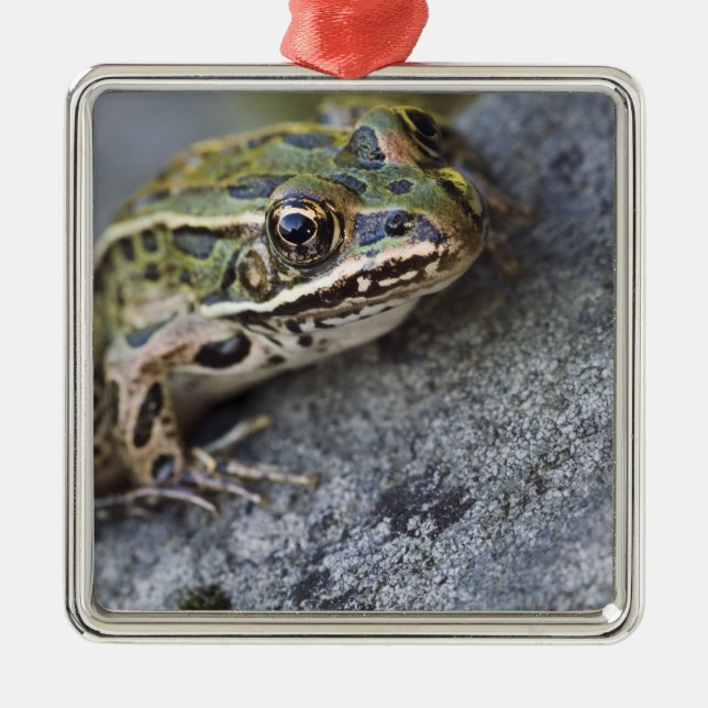 Northern Leopard frog, See-through Island, Metal Tree Decoration (Front)