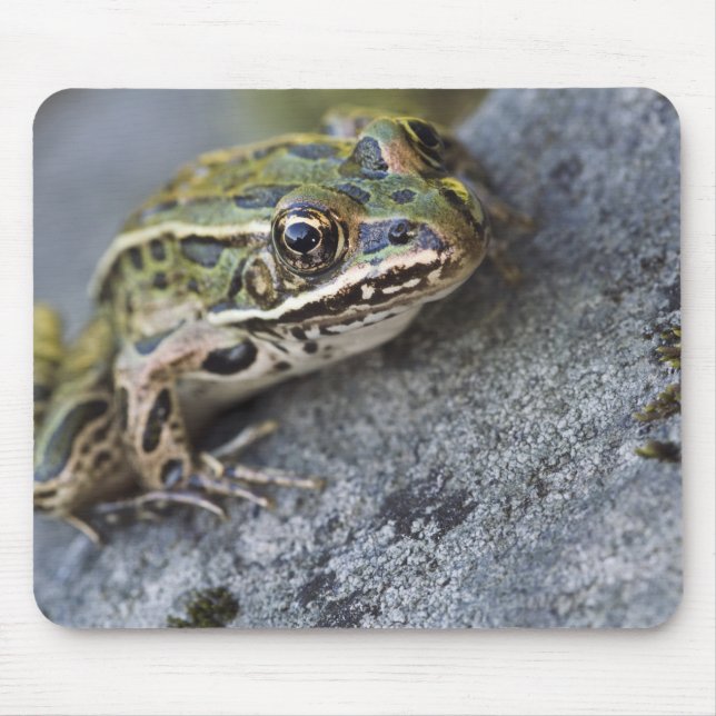 Northern Leopard frog, See-through Island, Mouse Mat (Front)