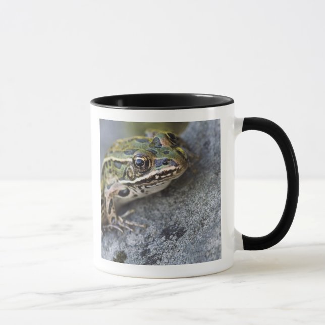 Northern Leopard frog, See-through Island, Mug (Right)
