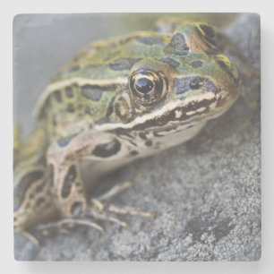 Northern Leopard frog, See-through Island, Stone Coaster