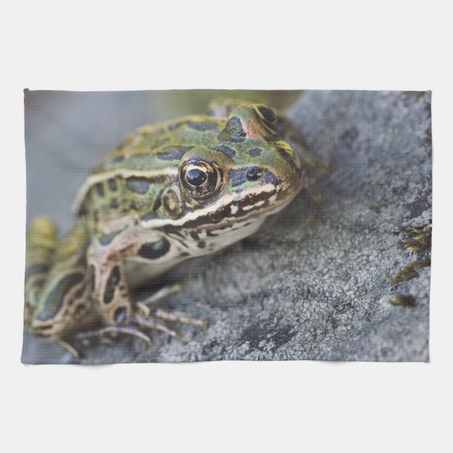 Northern Leopard frog, See-through Island, Tea Towel (Horizontal)