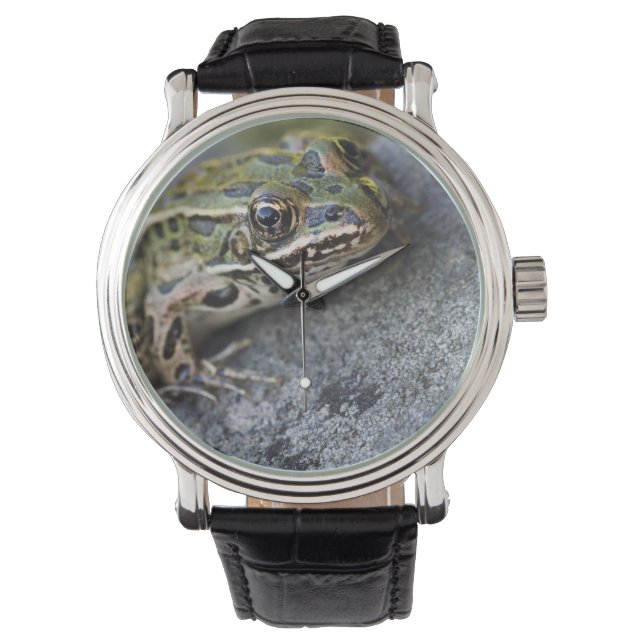 Northern Leopard frog, See-through Island, Watch (Front)