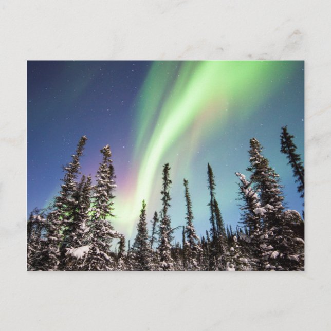 Northern Lights | Denali National Park Postcard (Front)