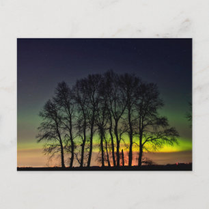 Northern Lights   Manitoba Canada Grande Pointe Postcard
