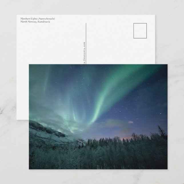 Northern Lights Norway Postcard (Front/Back)