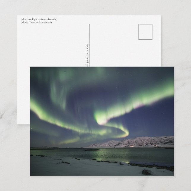 Northern Lights Norway Postcard (Front/Back)