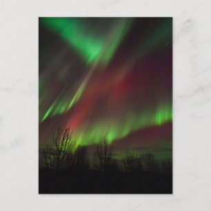 Northern Lights   Scandinavia, Iceland Postcard