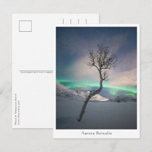Northern Lights Tree Postcard