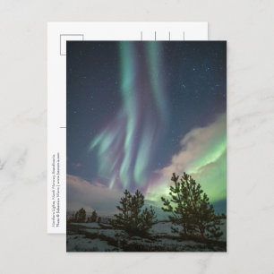 Northern Lights Trees Postcard